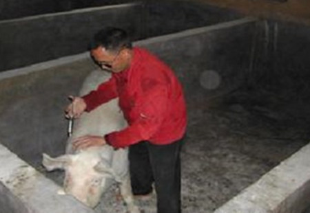 六个实用养猪小技巧，手把手教给你！