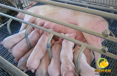 影响母猪泌乳力的因素及提高泌乳量的技术