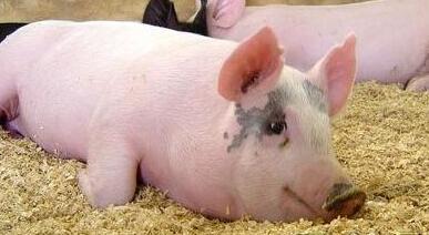 厉害！为了将猪场扭亏为盈，猪场老板非法融资768万！