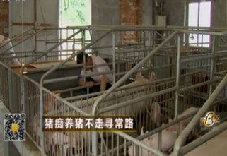CCTV致富经-猪痴养猪不走寻常路 揭秘2017年怎样养猪