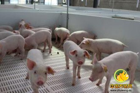 种猪慎喂饲料添加剂，种猪不要喂饲料添加剂