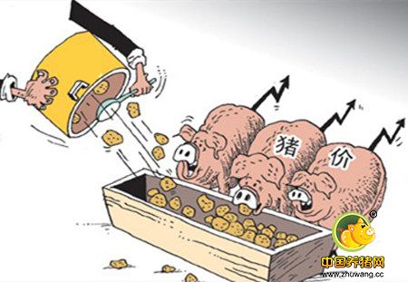 压价无法改变毛猪上涨，元旦前保持上涨仍然是大概率事件