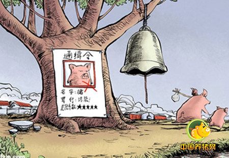 新干县年出栏生猪85万头 禁养率高达96%