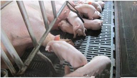 养猪秘诀：养猪场该如何给猪正确体检？