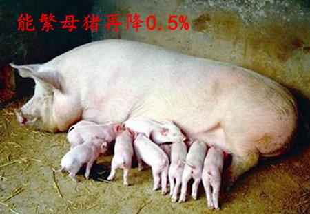 农业部：能繁母猪存栏量再降0.5%