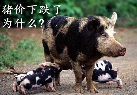这是什么情况？存栏数量少了猪价却下跌了！