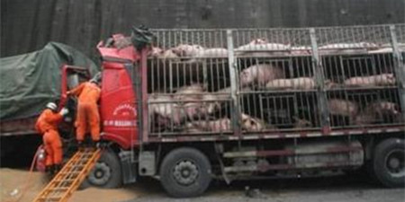 货车追尾二师兄受苦 交警高速上搭起了猪圈