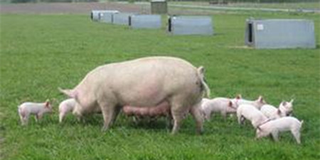 国际风向标：年终近期猪肉重要新闻大盘点