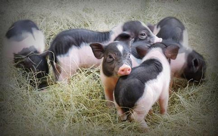 朝天区朝天镇金场村养猪大户马洪伟的故事