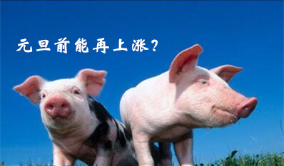 距元旦十天，猪价依然存在涨价机会