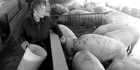 立体养殖好处多！一亩地四层楼年产生猪近8000头