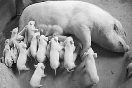 规模化大中型养猪场使用药物保健的方案