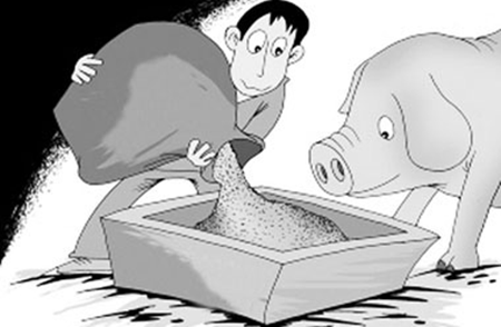 距春节一个月，肥猪按时出栏还是压栏等高价更有利？