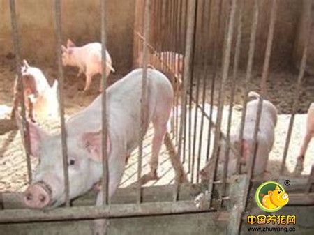 种猪管理要重视的问题介绍