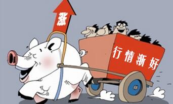 春节猪价一定会涨？还得考虑好这三个因素！