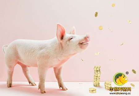 猪市黑天鹅再现：母猪减少，但猪价不一定上涨！