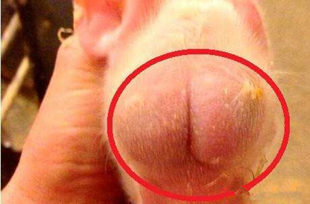 农村大爷养猪, 生下怪异猪仔蛋蛋长头上，有人说很补