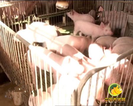 木学光开启养猪致富模式，快来看看他的故事