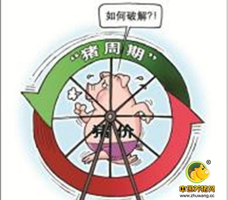 央视揭秘：让养猪人惊慌的 