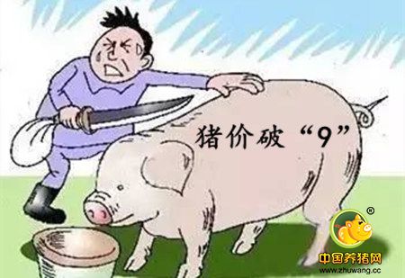 猪价再冲9受阻，谁能想到“元凶”居然是它！！！