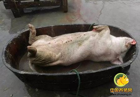 猪价还要震荡多久？广东猪价为何没能冲上高位拉动全国行情？