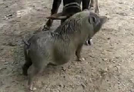 这头小母猪牛了！居然去斗牛，你不想想肚子里的孩子么