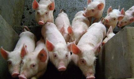 大学里的小“猪倌” 进校变身猪倌一当就是3年