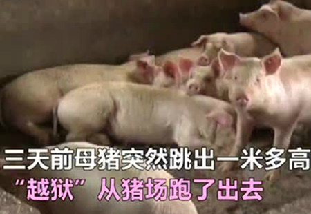 母猪发情“离家出走” 寻找真爱未果暗自垂泪