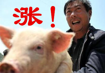 “追涨杀跌”猪价平稳上涨 春节前集中出栏还有没有危险