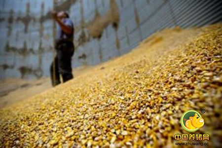 大豆和玉米库存高企 美国农户为何还要增加播种？