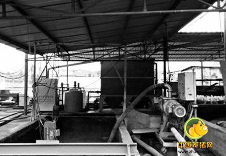 奇了！重庆养殖大户养的猪粪便是香的！竟然是因为......