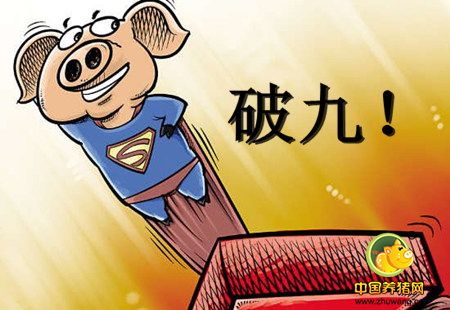 行情渐好猪价破9不是梦? 看看网友们都怎么说