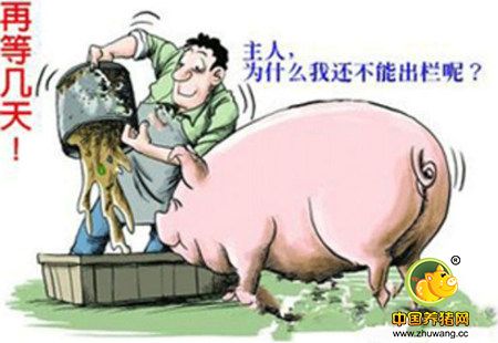 元旦需求拉动 猪价还有小幅上涨的空间！