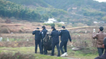 野猪咬伤潜山县两村民 场面混乱不堪！民警后将其击毙