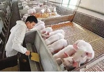 规模猪场正在发生翻天覆地的变化！让又会因此丢掉饭碗？
