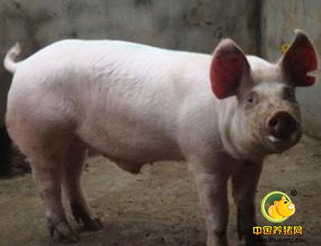 调节营养水平提高瘦肉率