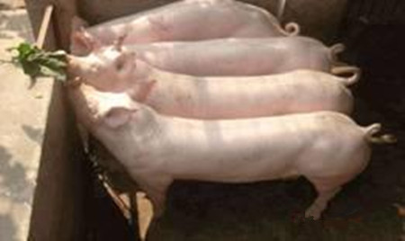 “前催后控”的饲喂 猪瘦肉率高