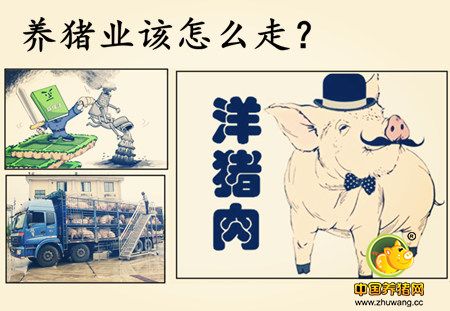 供求、环保、进口肉 今后养猪业将怎么走？