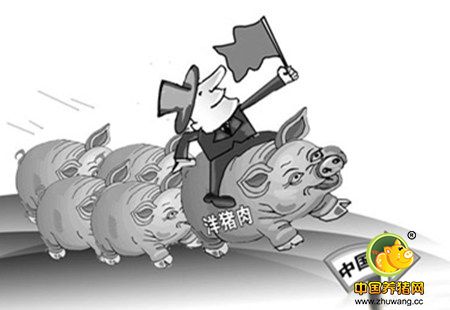 心疼养猪人！荷兰说2017年中国进口猪肉量仍将保持高位