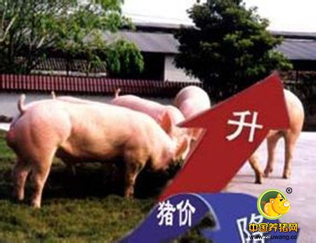 业内：出栏生猪阶段性体重降低 猪价小涨