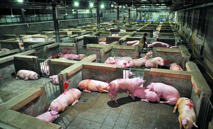 春节将至，生猪屠宰“扫雷行动”席卷大江南北