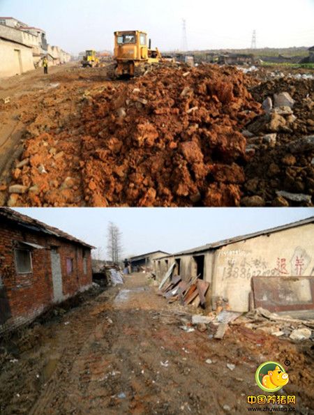 武汉一城中村养猪数千臭味难忍 已退养生猪1453头