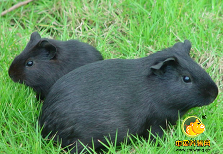 贫困户养殖黑豚 正走在致富的大道上