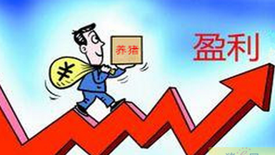 玉米大跌，2017年中猪价是否再度疯狂？