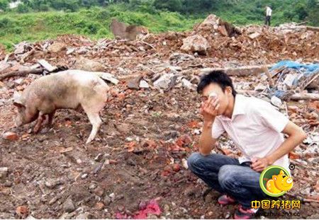 2017年的猪市，养猪人如何披荆斩棘杀出一条血路？