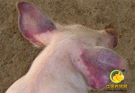 猪价大涨咱得防病！ 猪蓝耳病疫苗到底怎么防？