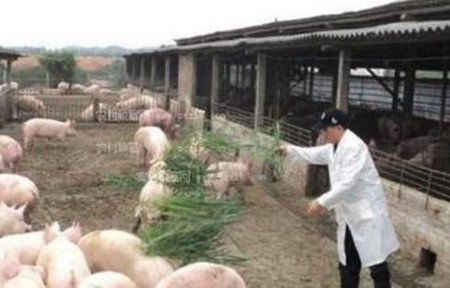 让牧草变成猪饲料