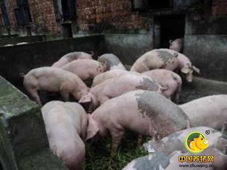 冬季养猪谨记五项管理重点