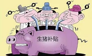 农村老汉养了一千头猪 却没有拿到补贴！为什么呢
