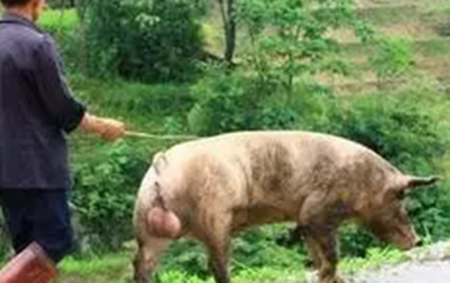 如果不讲究方法，赶猪会非常累